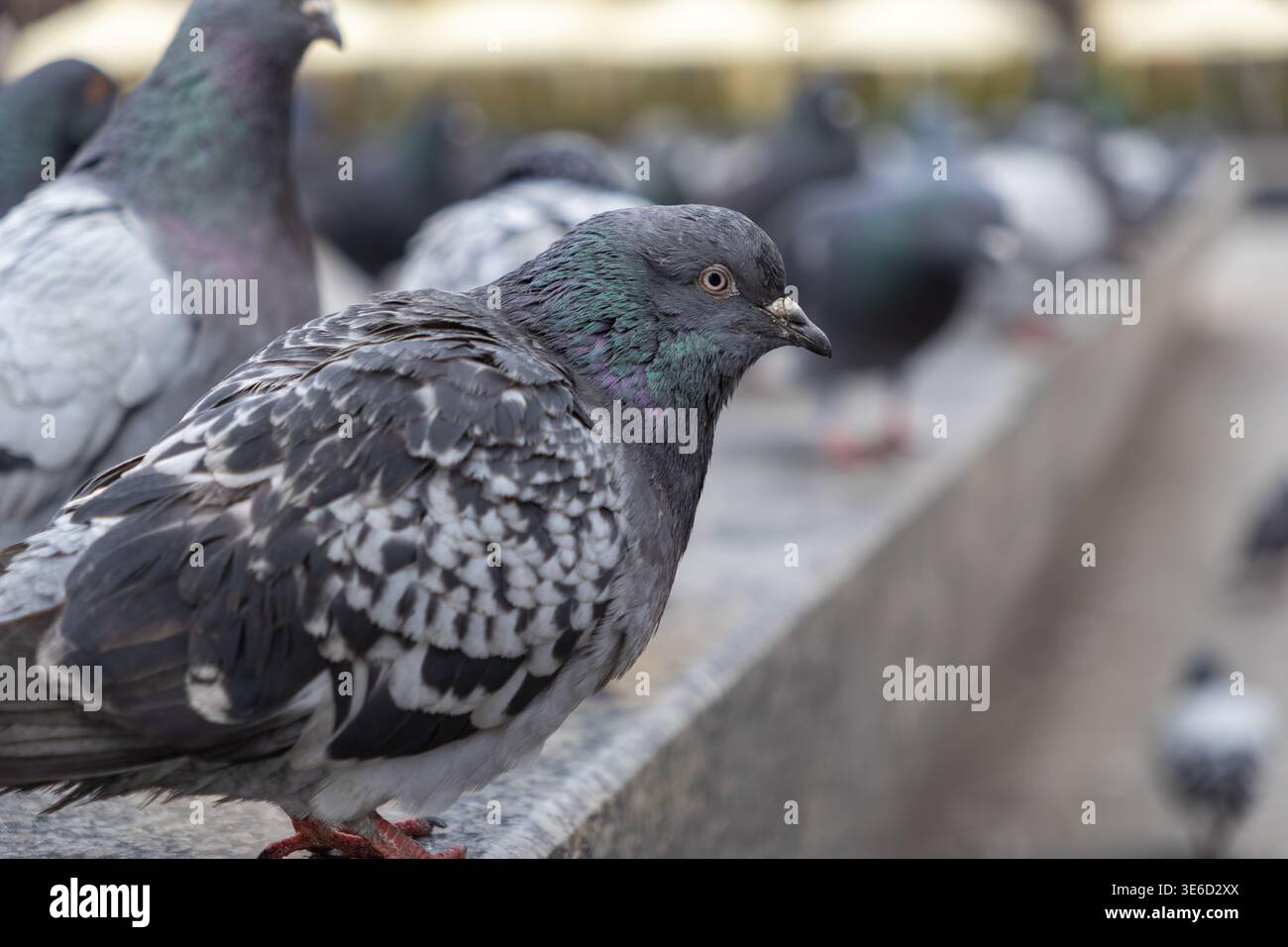 Ein detaillierter Blick auf eine wachsame Taube mit auffälligen grau-grün schillernden Federn, die auf einer Steinbarriere thront und die Essenz von anpassungsfähigem einfängt Stockfoto