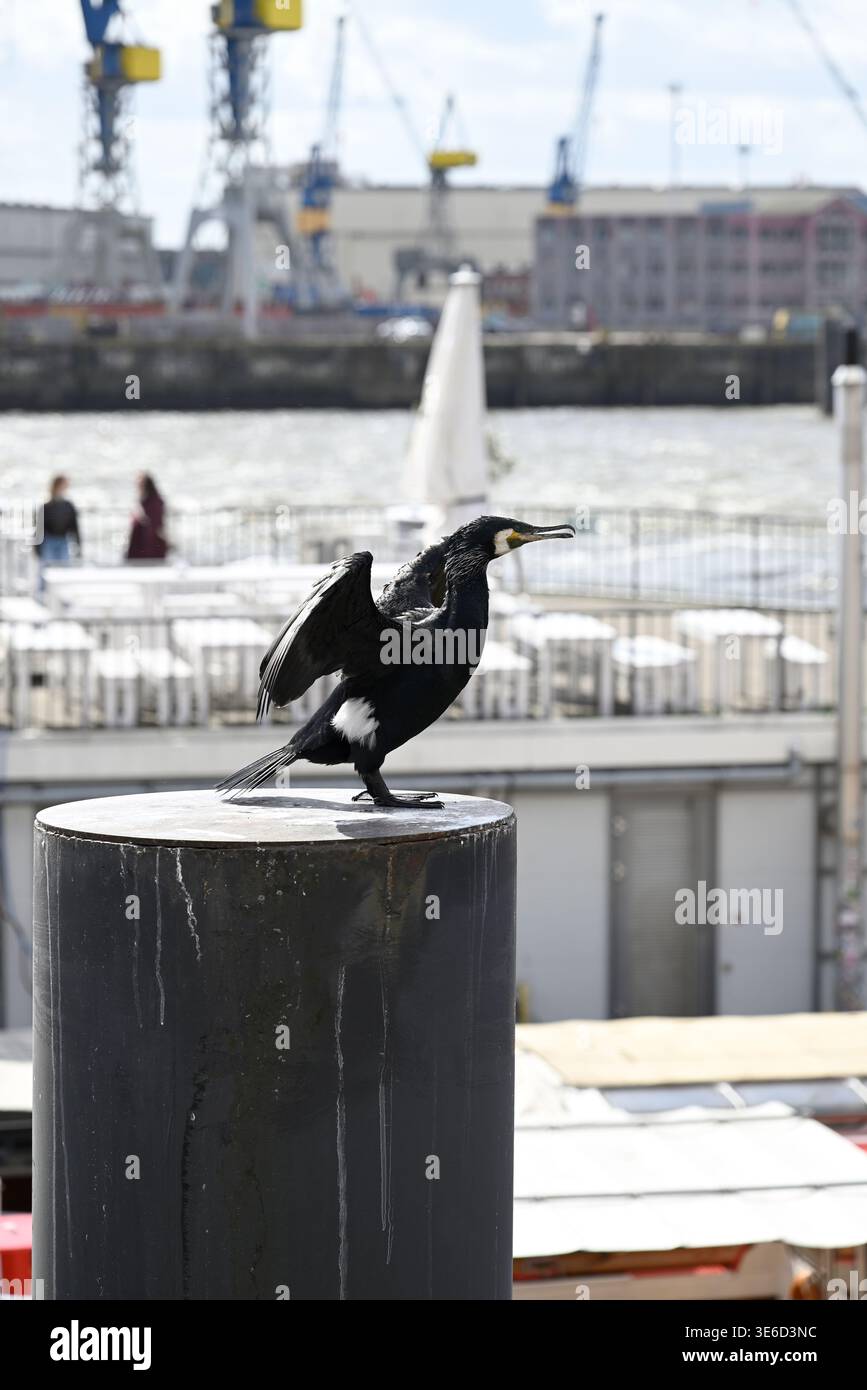 Er posiert Kormoran im Hamburger Hafen. Ein großer Seerabe (Phalacrocorax carbo) posiert am Pol vor dem Hamburger Hafen, Hamburg, Deutschland, Europa. Stockfoto