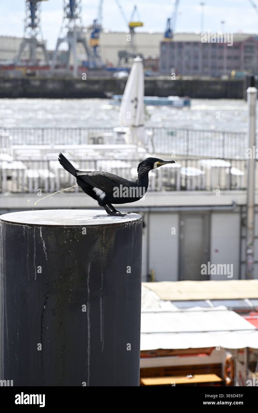 Kormoran im Hamburger Hafen kackt. Ein großer Seerabe (Phalacrocorax carbo) posiert am Pol vor dem Hamburger Hafen, Hamburg, Deutschland, Europa. Stockfoto