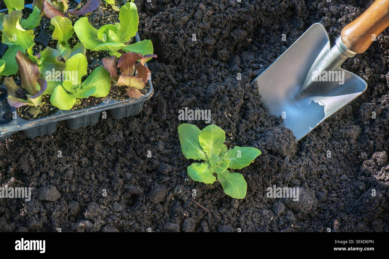 Schaufel Pflanzen im frischen Schmutz neben einem Setzling Salat, der aus einem Gemüsegarten wächst und voll von Setzlingen wächst Stockfoto