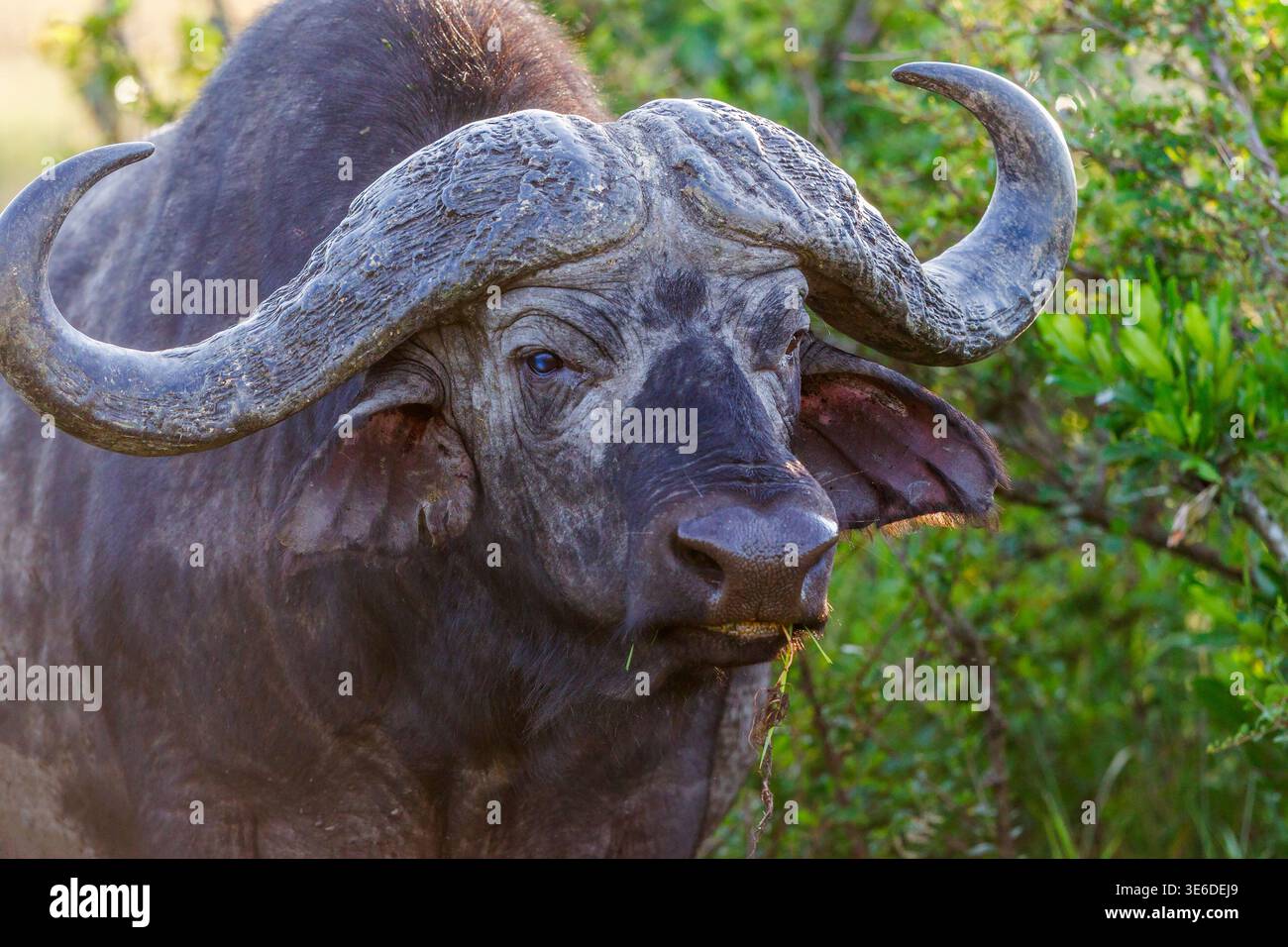 Afrikanische Büffel im Busch Stockfoto