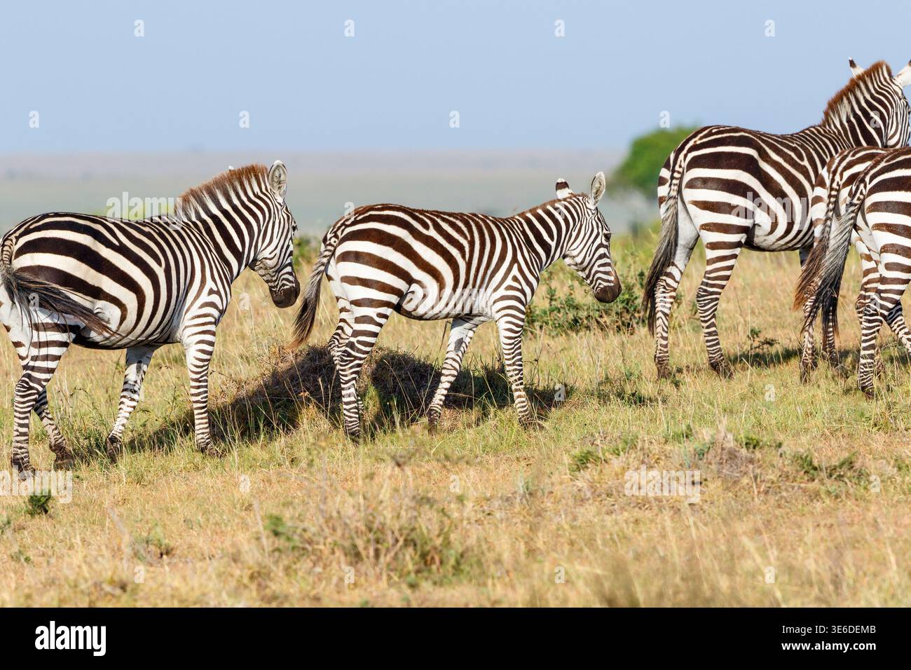 Zebras mit einem Fohlen auf der Savanne im Masai Mara National Reserve Stockfoto
