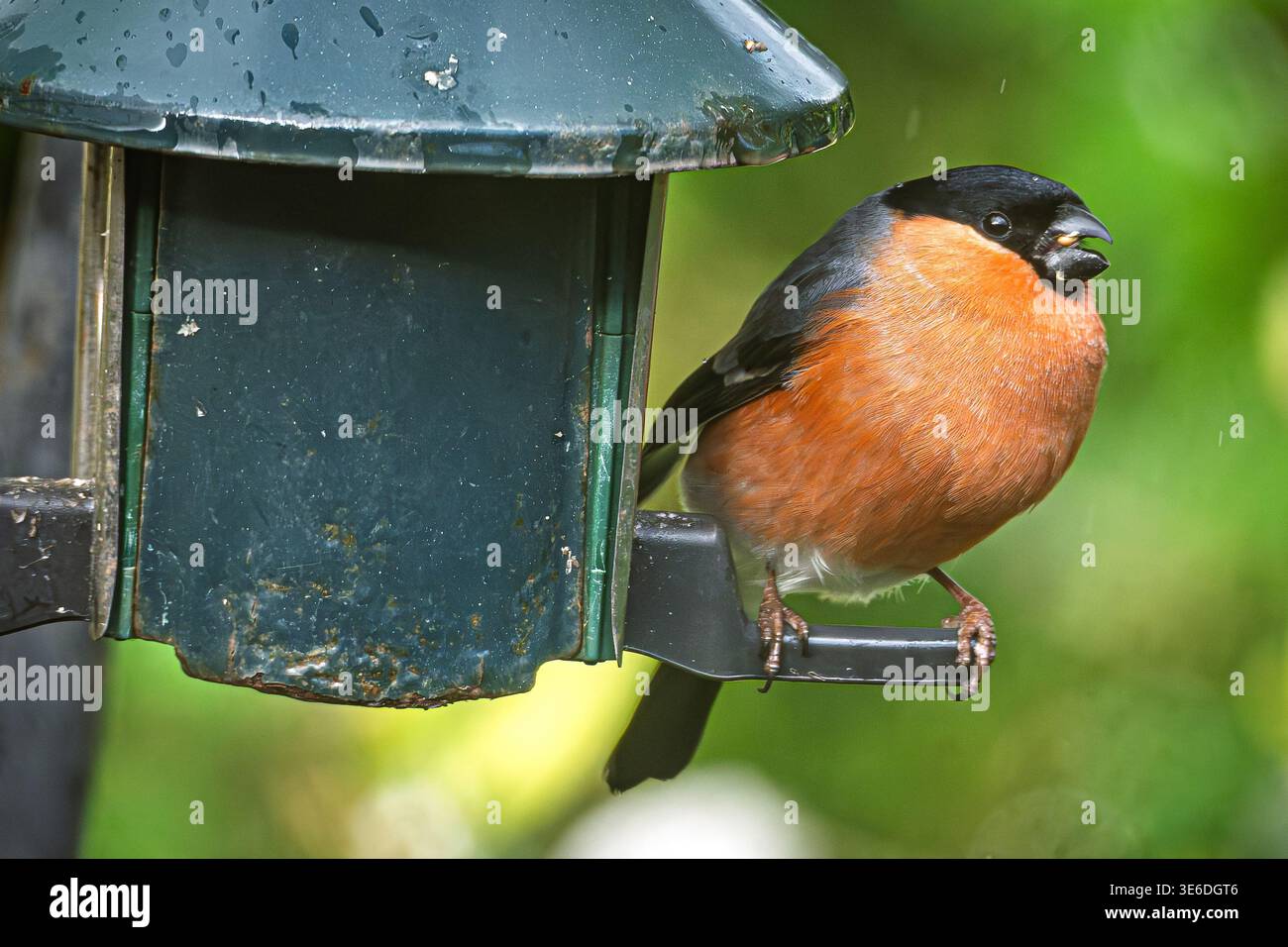 Ein lebhafter männlicher Bullfink hockt in einem friedlichen ländlichen Garten an einem Vogelfutter und pickt eifrig nach Sonnenblumenkernen. Das üppige Grün bereichert die Szene. Stockfoto