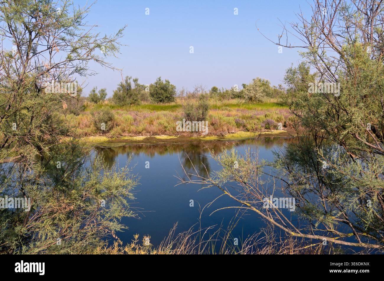Natürliche Landschaft im Regionalpark Podelta, Venetien, Italien Stockfoto