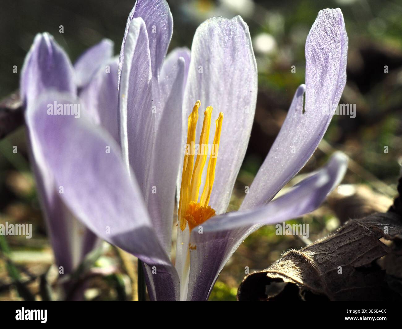 Die Krokusse; (Singular im Allgemeinen „der Krokus“, in der Schweiz auch „das Krokus) sind eine Pflanzengattung der Schwertliliengewächse Stockfoto