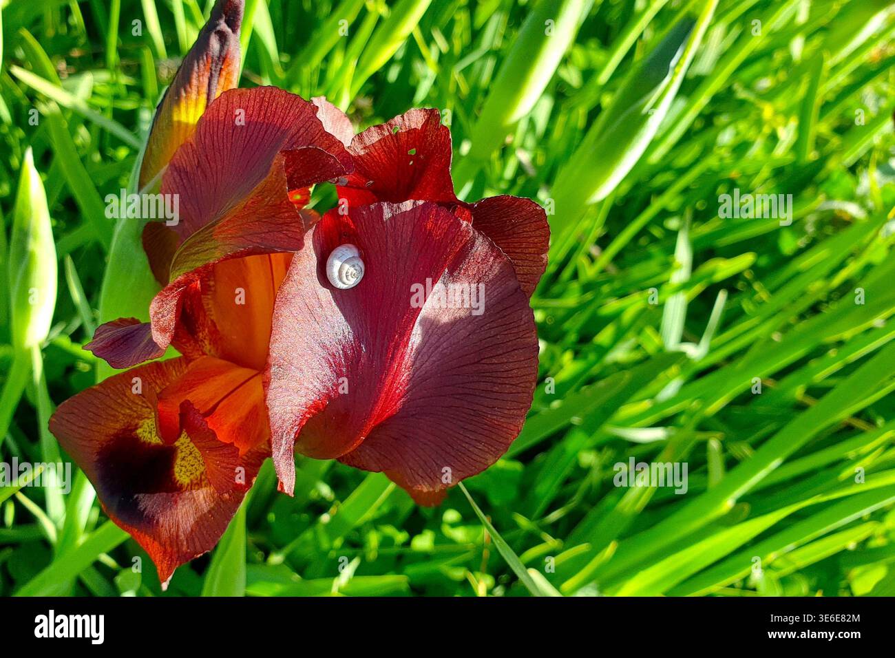 Sonnendurchflutete, leuchtend violette Iris Argaman mit einer kleinen Schnecke auf dem Blütenblatt Stockfoto