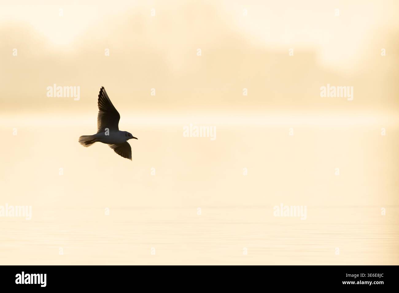 Schwarzmöwe Chroicocephalus ridibundus, überwinterender Erwachsener im Flug über Wasser, Cheddar Reservoir, Cheddar, Somerset, England, Großbritannien, Januar Stockfoto