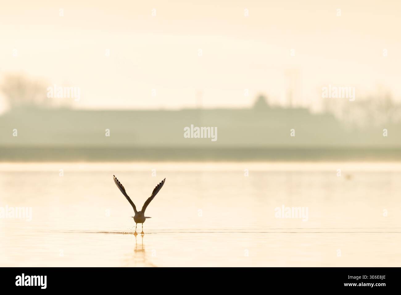Schwarzmöwe Chroicocephalus ridibundus, überwinterender Erwachsener im Flug über Wasser, Cheddar Reservoir, Cheddar, Somerset, England, Großbritannien, Januar Stockfoto