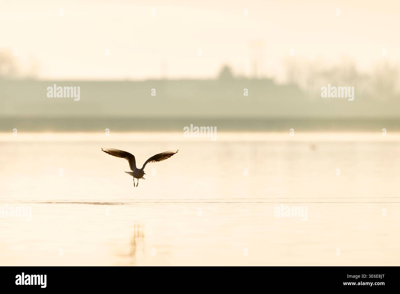 Schwarzmöwe Chroicocephalus ridibundus, überwinterender Erwachsener im Flug über Wasser, Cheddar Reservoir, Cheddar, Somerset, England, Großbritannien, Januar Stockfoto