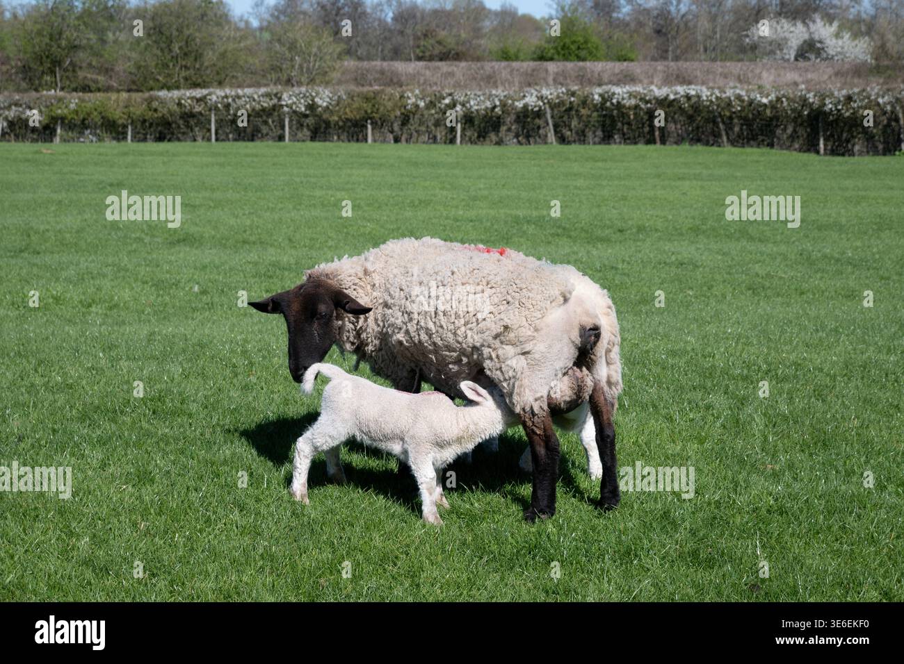 Ein Lamm, das ein Schaf säugt, Warwickshire, Großbritannien Stockfoto