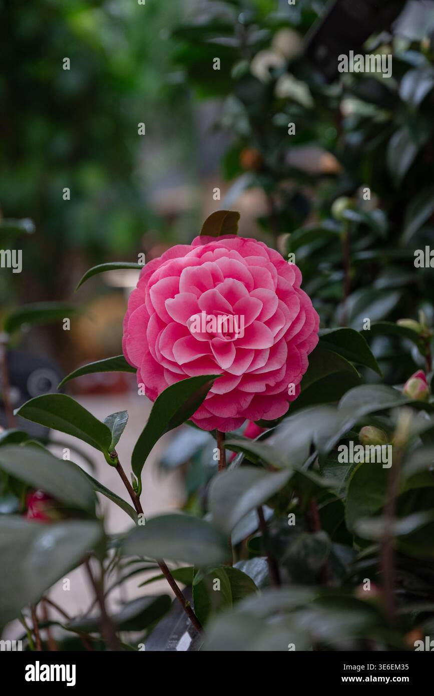 Blume und Farben Stockfoto