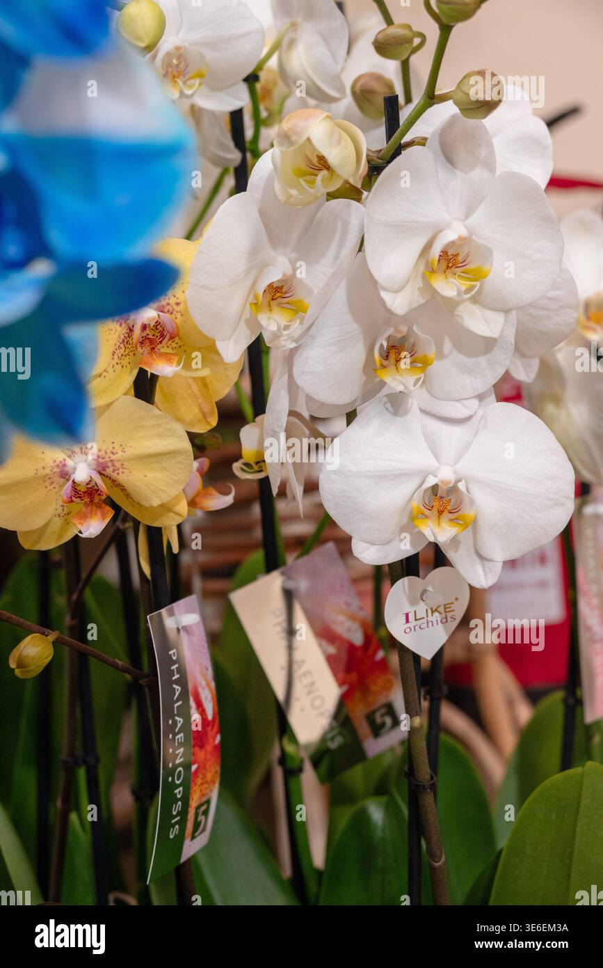 Blume und Farben Stockfoto