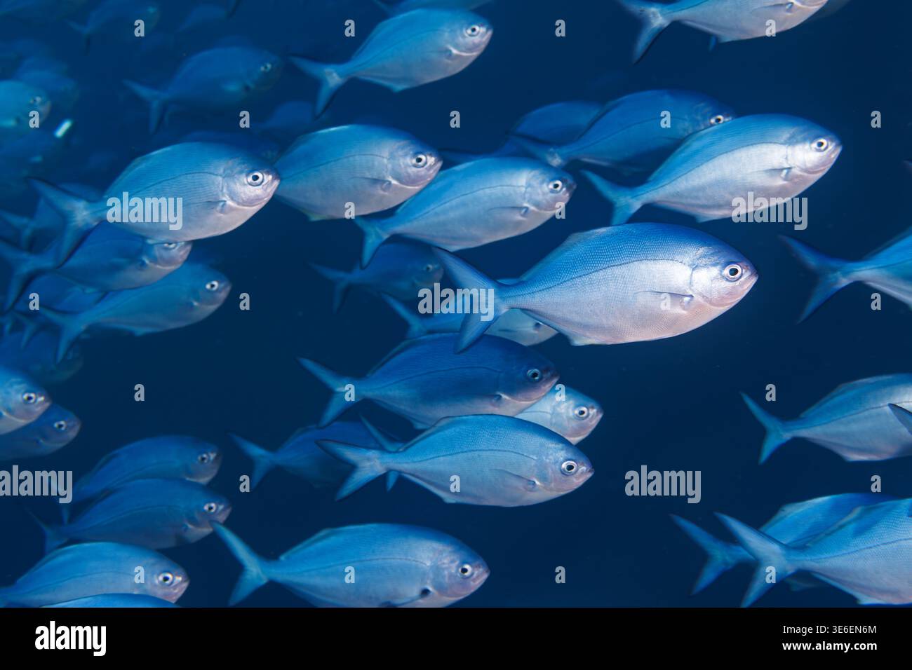Schule des blauen Maomaos (Scorpis violacea), auch bekannt als Veilchenfeger, schwimmt in der Mitte des Wassers auf den Poor Knights Islands in Neuseeland. Stockfoto