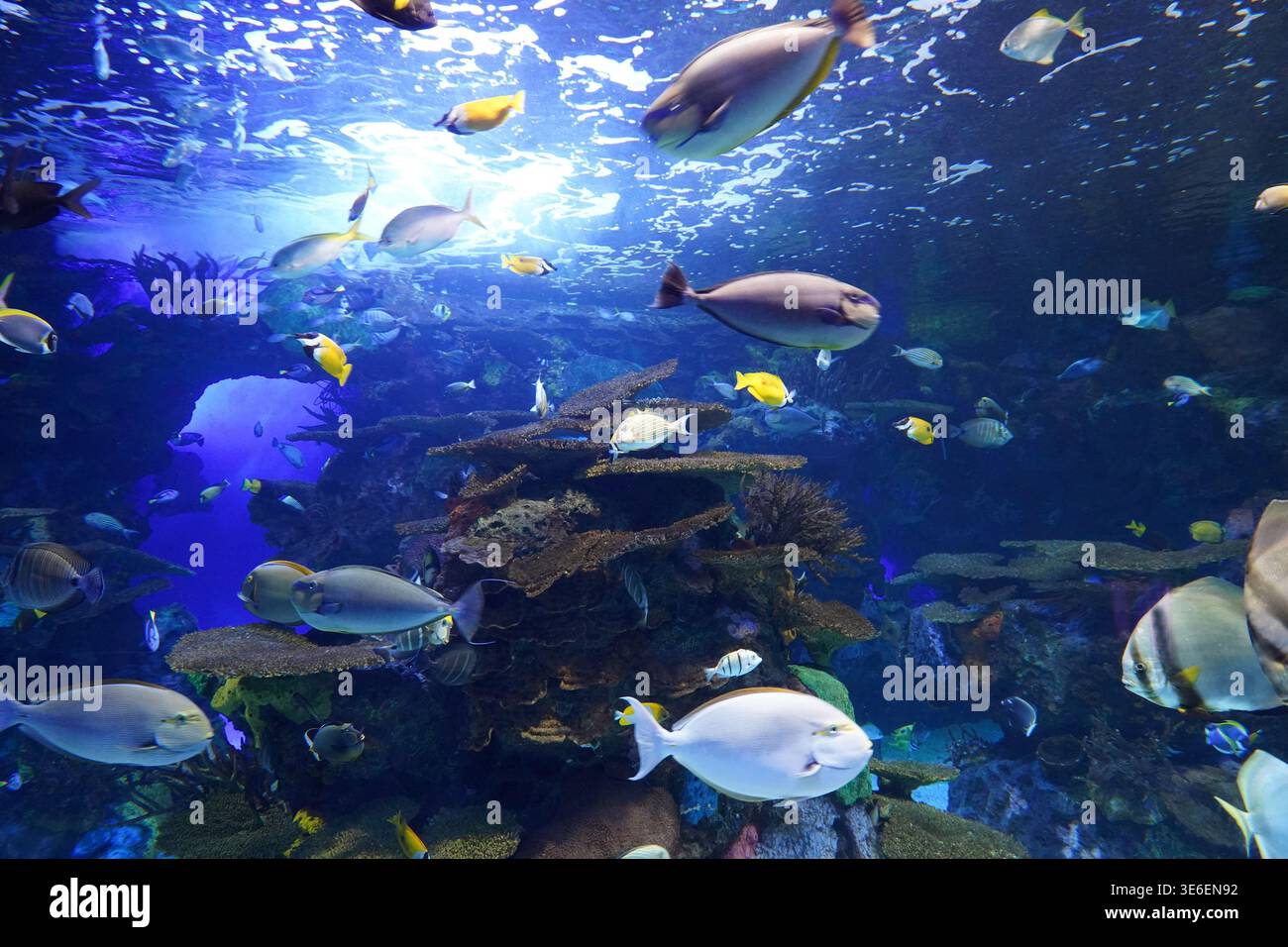 Mischung aus zahlreichen großen und kleinen Fischen in einem Aquarium Stockfoto