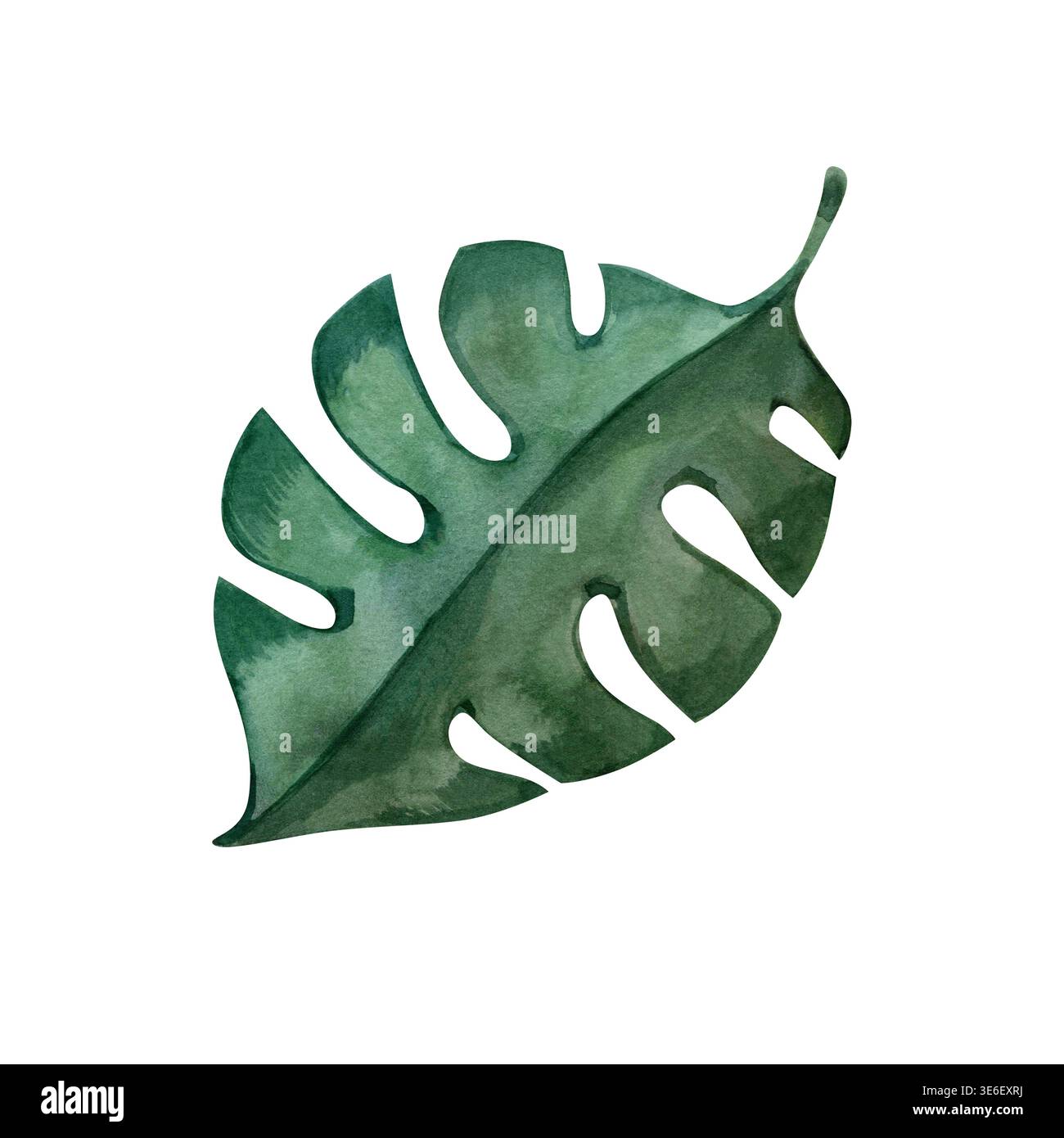 caramel marble philodendron Philodendron Caramel Marble Variegated Tissue Culture
