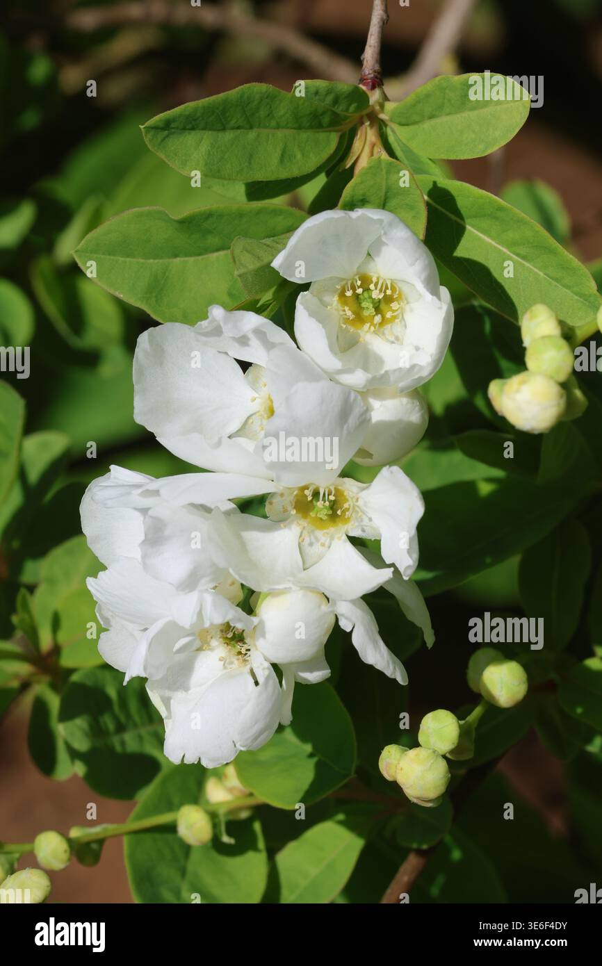 Exochorda x macrantha 'die Braut'. Nahaufnahme eines Haufens weißer Perlbusblüten im Frühjahr. Stockfoto