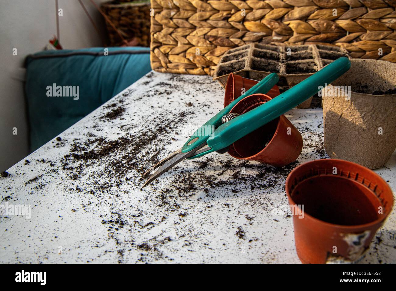 Unordentlicher Arbeitsplatz mit Gartenschere, Boden und Behältern, die für das Pflanzen junger Pflanzen in Innenräumen vorbereitet sind Stockfoto