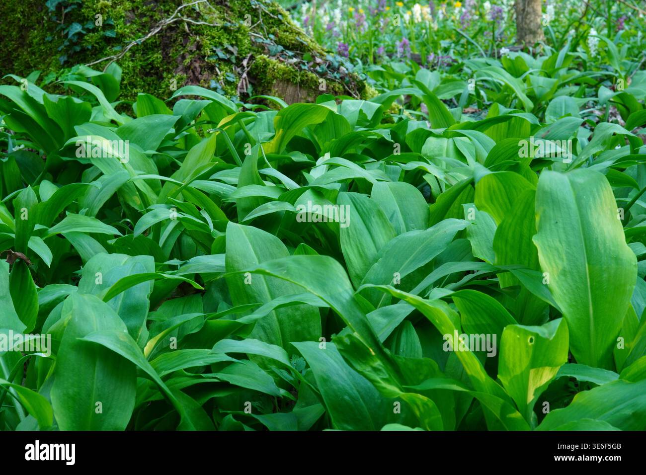 Allium ursinum (Ramsons, cowleek) grüne Blätter Bodenbedeckung in einem Wald in Rumänien im Frühjahr. Die Blätter sind essbar und haben medizinische Eigenschaften. Stockfoto