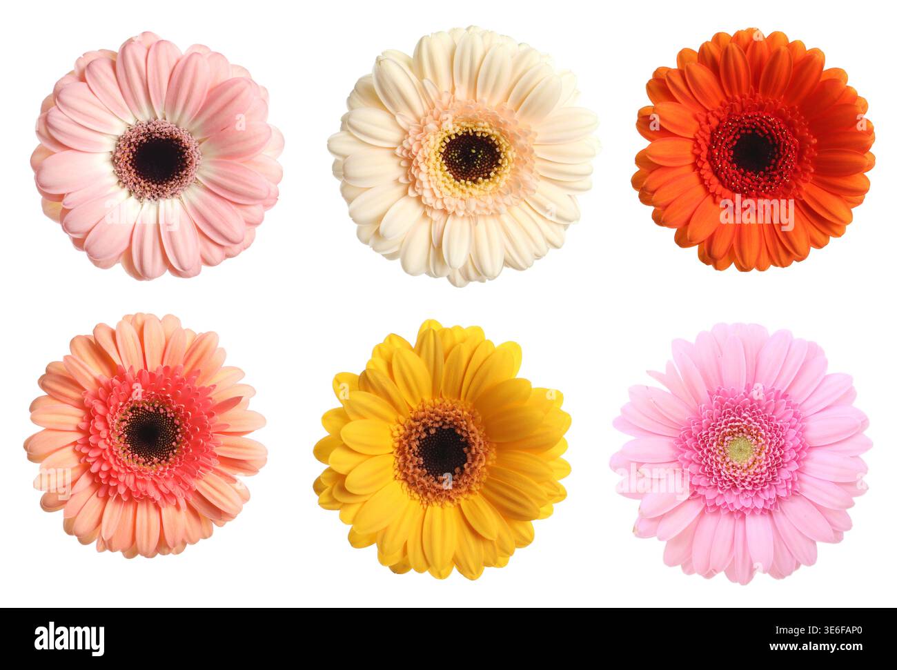 Bunte Gerbera Blumen isoliert auf weiß, Set. Frühlingssaison Stockfoto