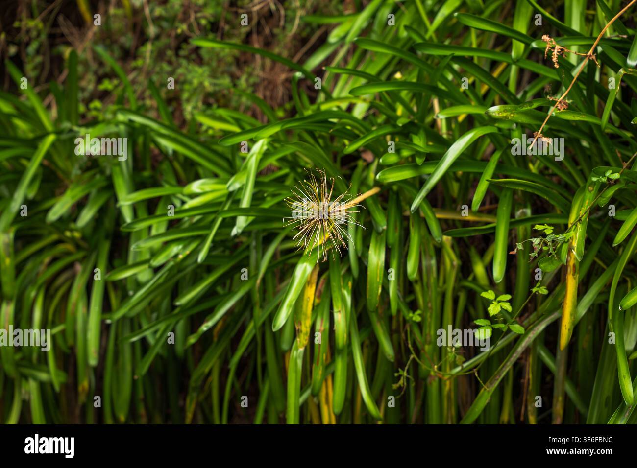 Eine enge Ansicht zeigt glänzende Agapanthus-Blätter auf Madeira, mit einem getrockneten kugelförmigen Samenkopf in der Mitte, weichem natürlichem Licht, Wasserglanz und Nachblüte Stockfoto