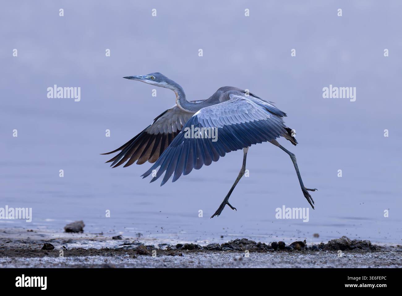 Ein Schwarzköpfiger Reiher (Ardea melanocephala) mit vollständig ausgestreckten Flügeln während der Landung in den Sümpfen von Ndutu, Tansania. Stockfoto