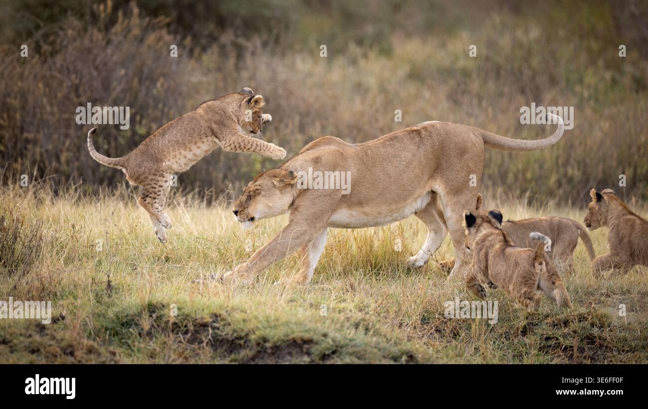 Eine afrikanische Löwin (Panthera leo) spielt mit ihren energiereichen Jungen im Grasland der Ndutu Conservation Area in Tansania Stockfoto