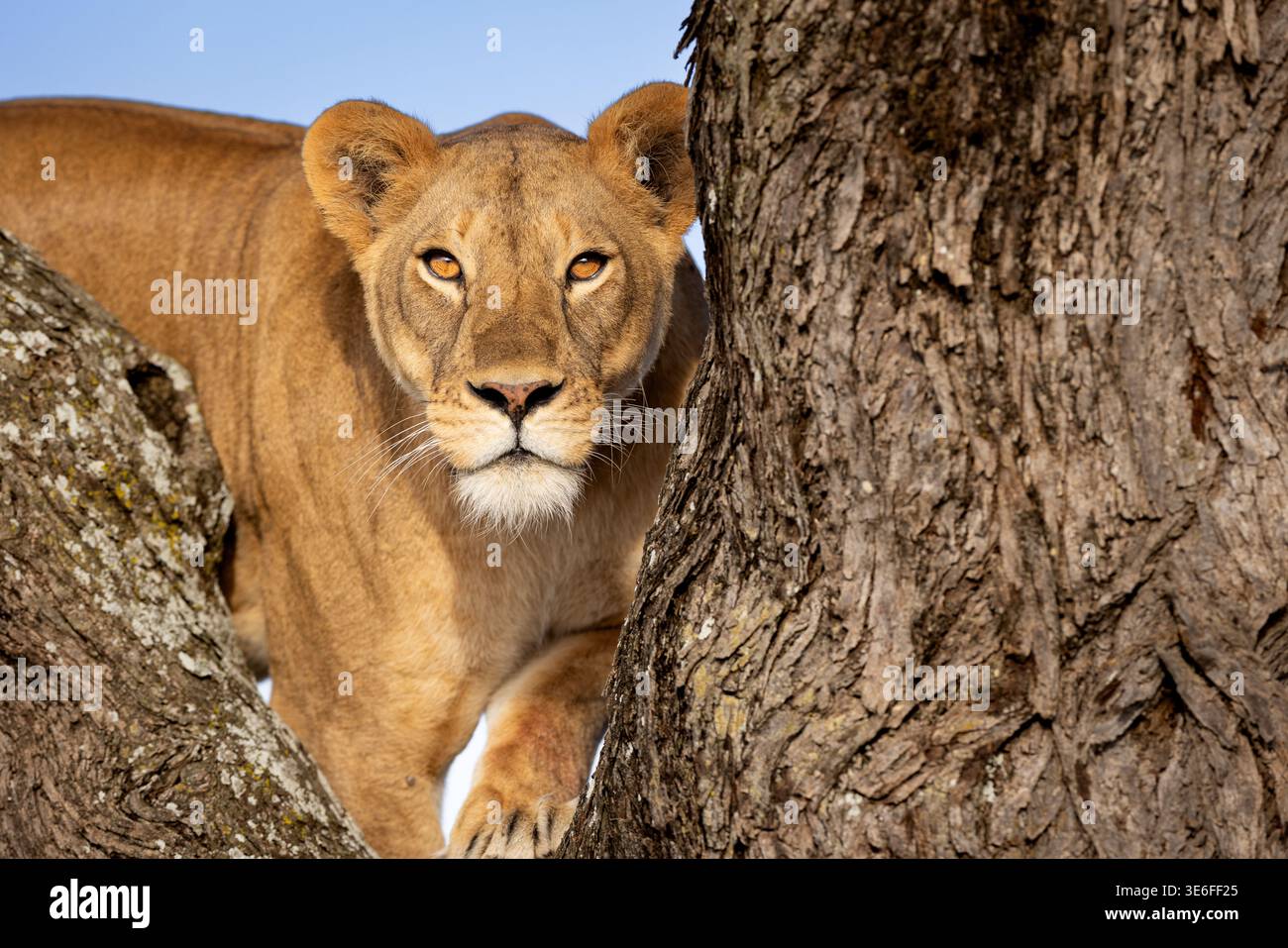 Intensive Nahaufnahme einer Löwin, die hinter einem Baumstamm blickt, mit Blick auf die Kamera, Ndutu, Tansania. Stockfoto