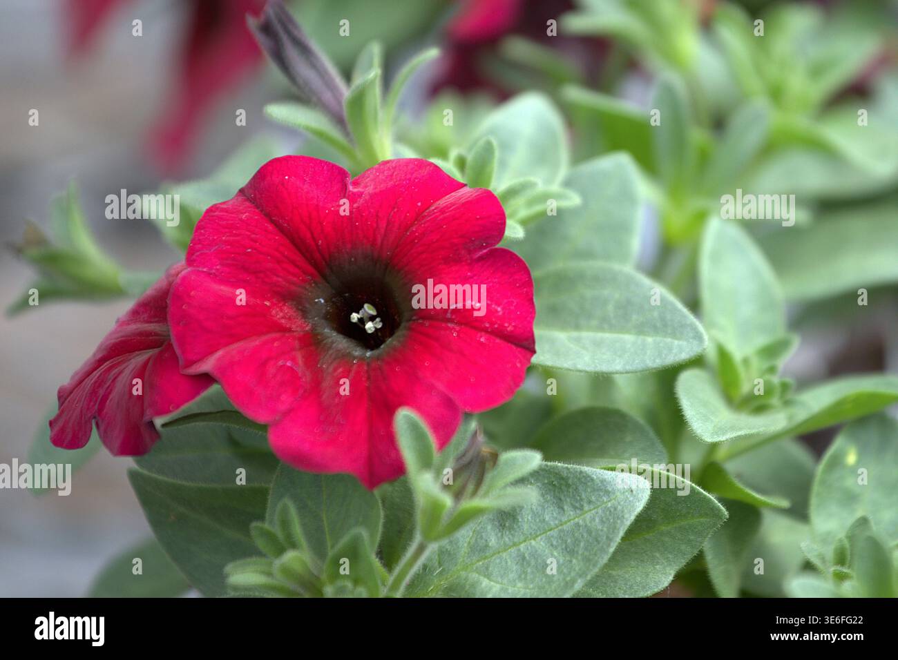 Leuchtend rote Calibrachoa-Blüte (Million Bells) in voller Blüte, mit einem tiefen dunklen Zentrum und üppig grünem Laub in einer Gartenumgebung. Stockfoto