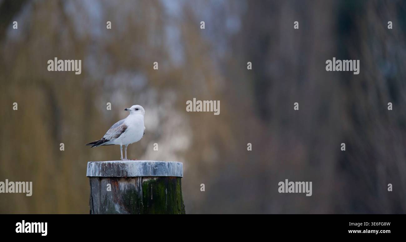Der Vogel steht an einem Holzpfosten in der Nähe eines Wassers an einem kühlen Tag in einer natürlichen Umgebung ohne viele Menschen Stockfoto