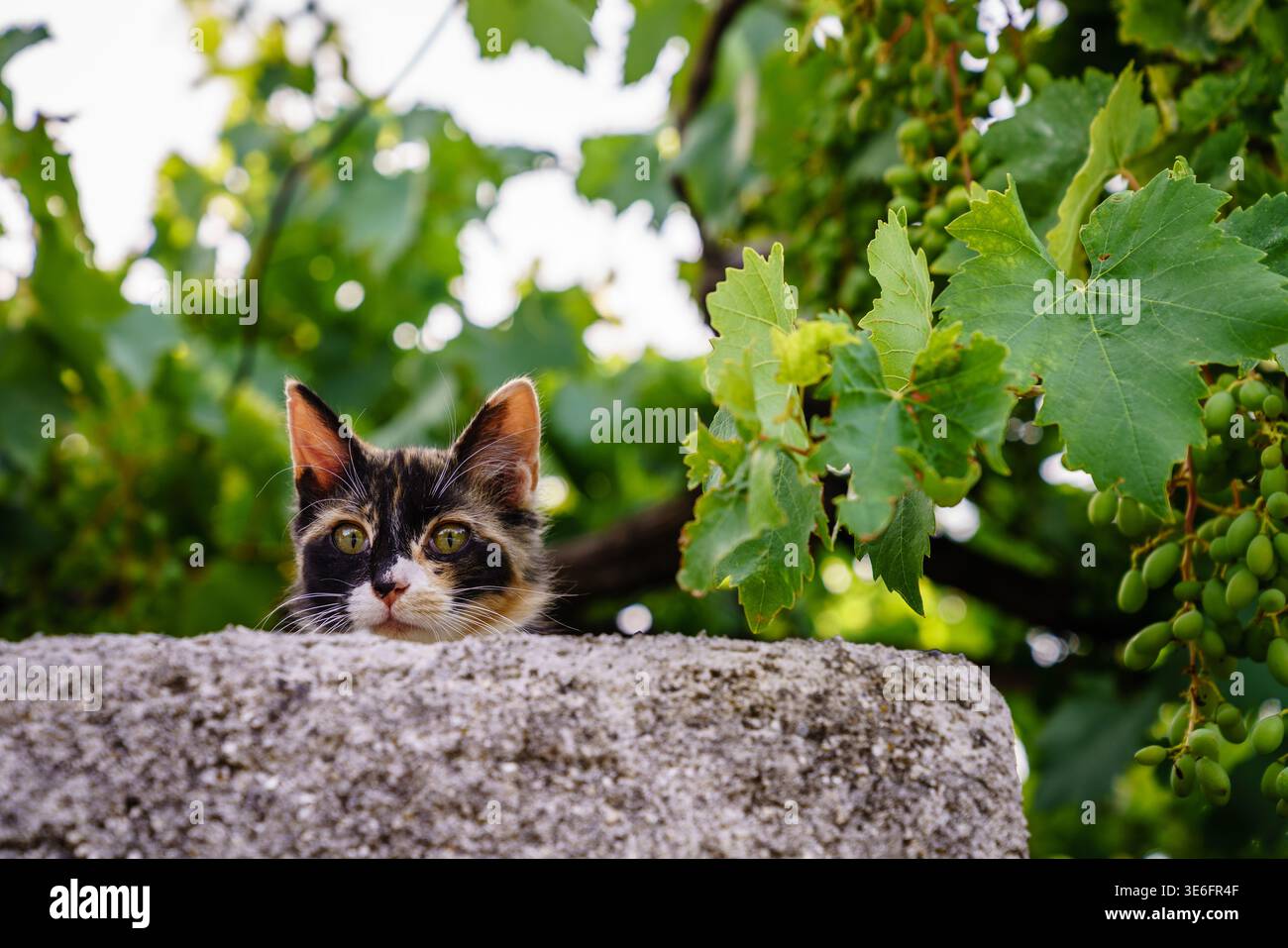 Eine Katze, die hinter einer Gartenmauer in einem kleinen kretischen Dorf blickt Stockfoto