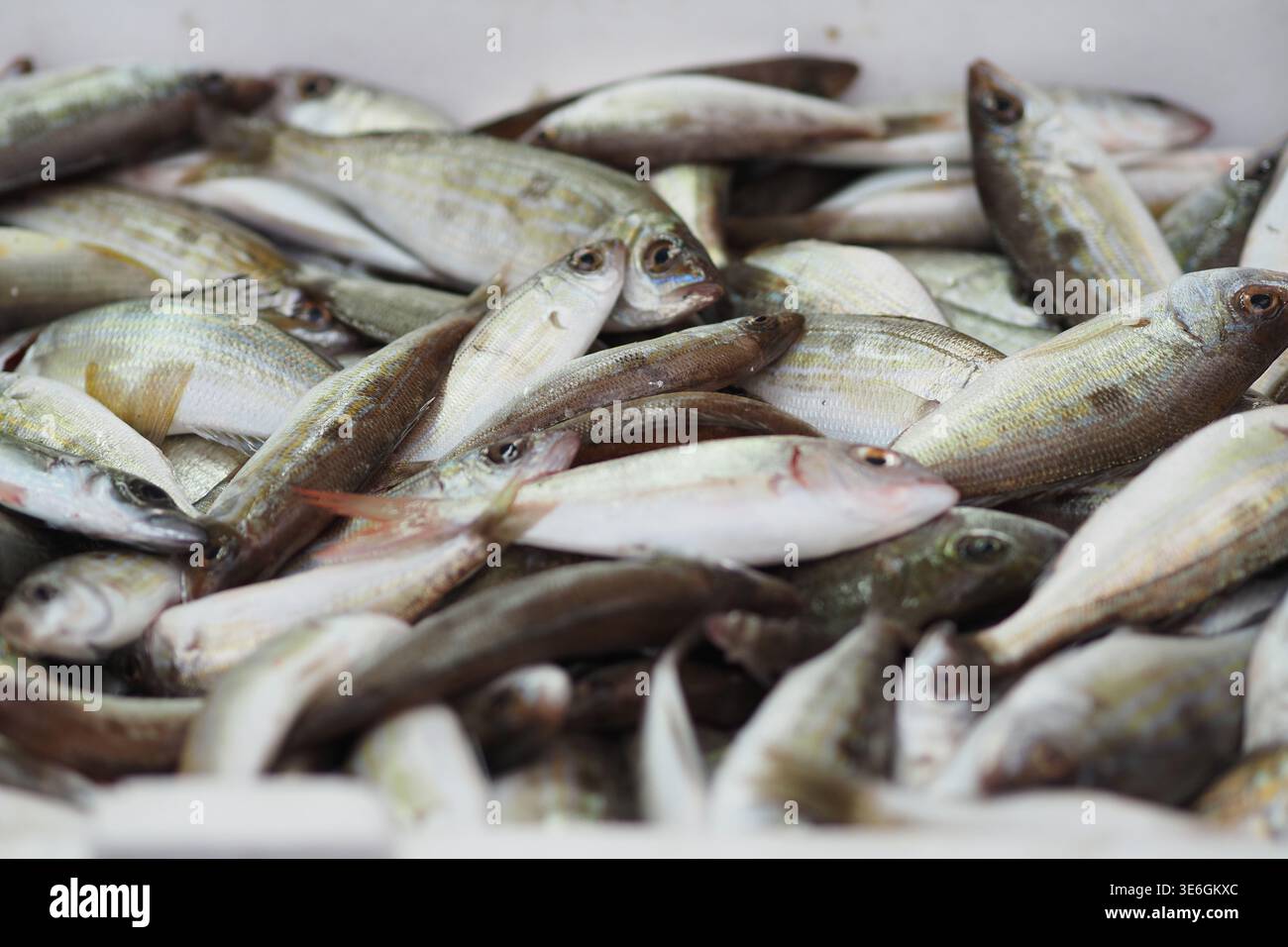 Vom Meer gesammelter Fisch, der auf dem Markt verkauft werden kann Stockfoto