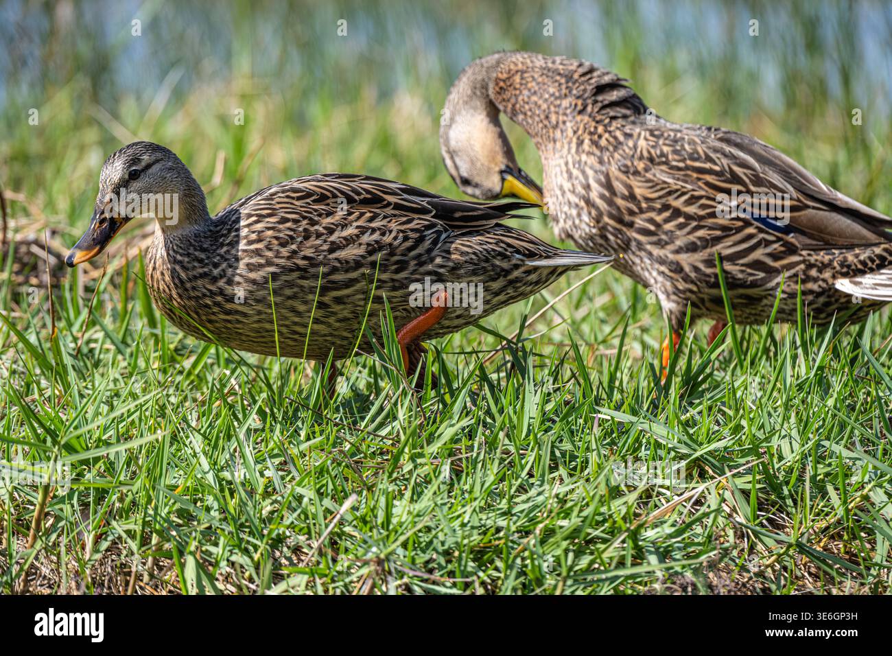 Weibliche Mallarden (Anas platyrhynchos) entlang der Küste am Lake Minneola in Clermont, Florida. (USA) Stockfoto