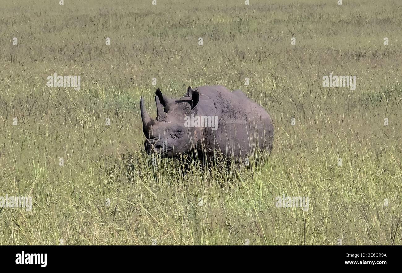 Wildes schwarzes Nashorn, das friedlich in hohem Gras ruht, umgeben von der weitläufigen Schönheit der afrikanischen Savanne, verkörpert die Kraft der Natur Stockfoto