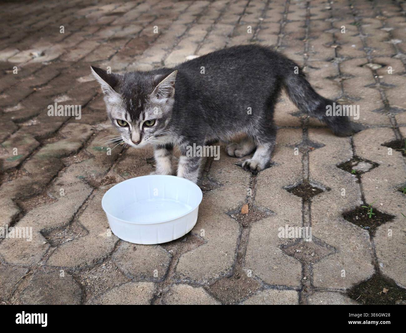 Ein kleines graues Kätzchen hockte sich auf dem Bürgersteig, sah konzentriert und neugierig nach etwas, während er draußen Milch genoss. Stockfoto