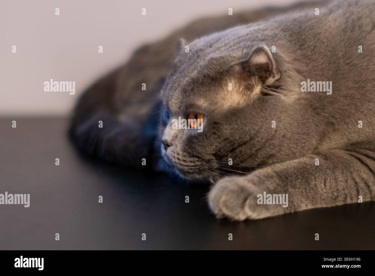 Nahaufnahme einer grauen schottischen Faltkatze, die wegschaut Stockfoto