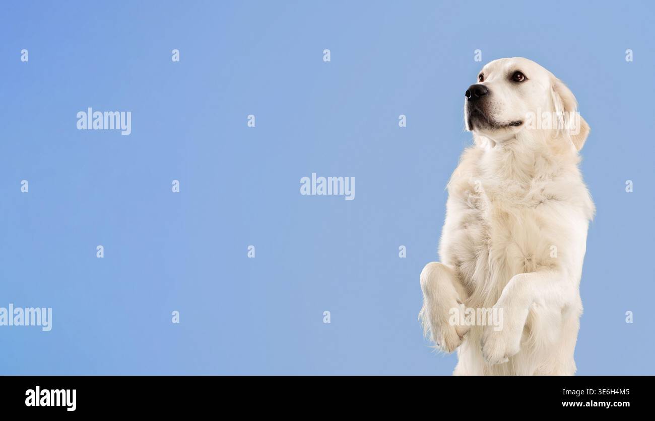 Hund steht auf Hinterbeinen vor einem blauen Himmel in einem hellen und offenen Raum Stockfoto