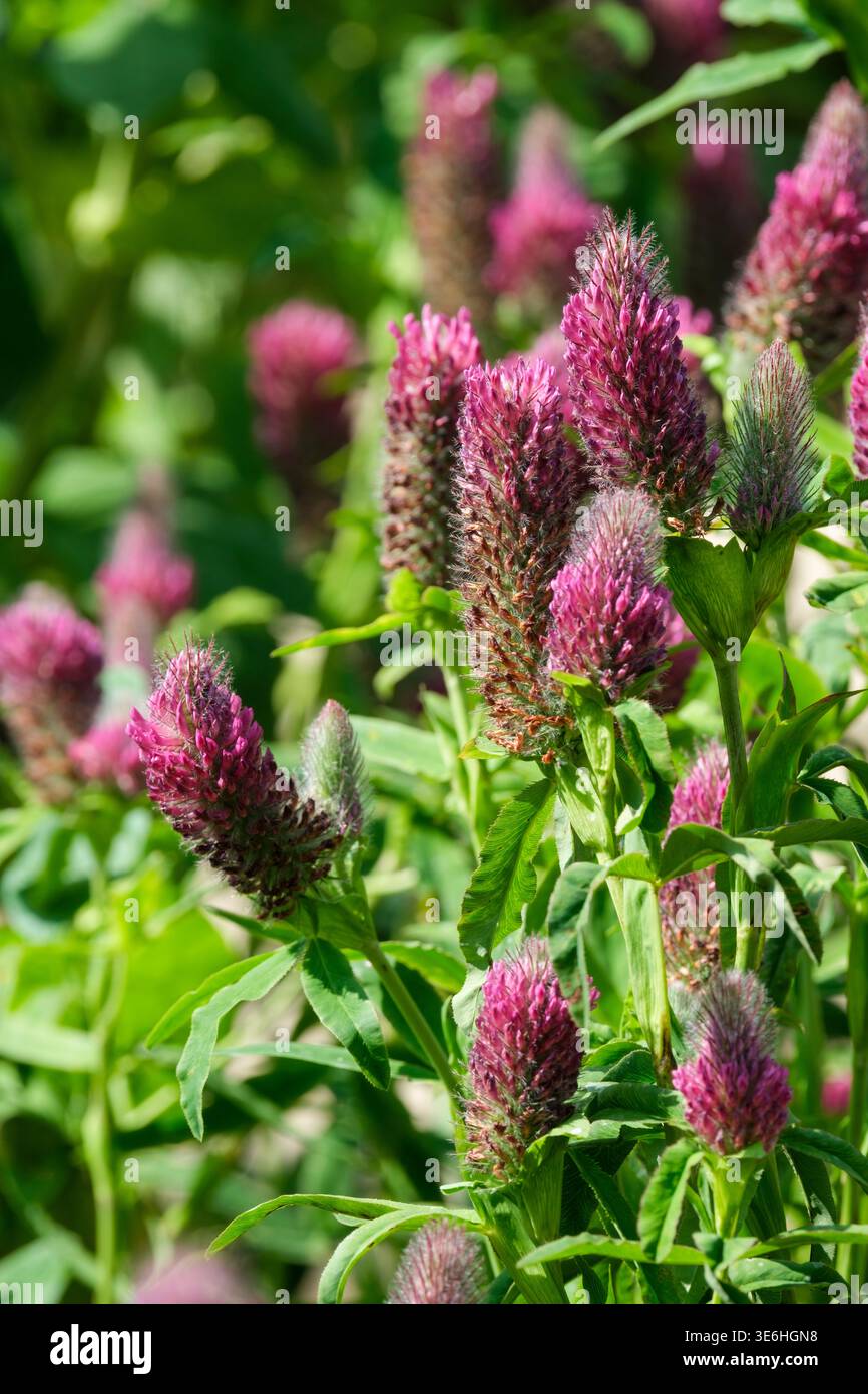 Trifolium rubens, roter Klee, lanzenförmige Flugblätter, spitze Blütenbündel öffnen ein dunkles rot-lila von der Basis Stockfoto
