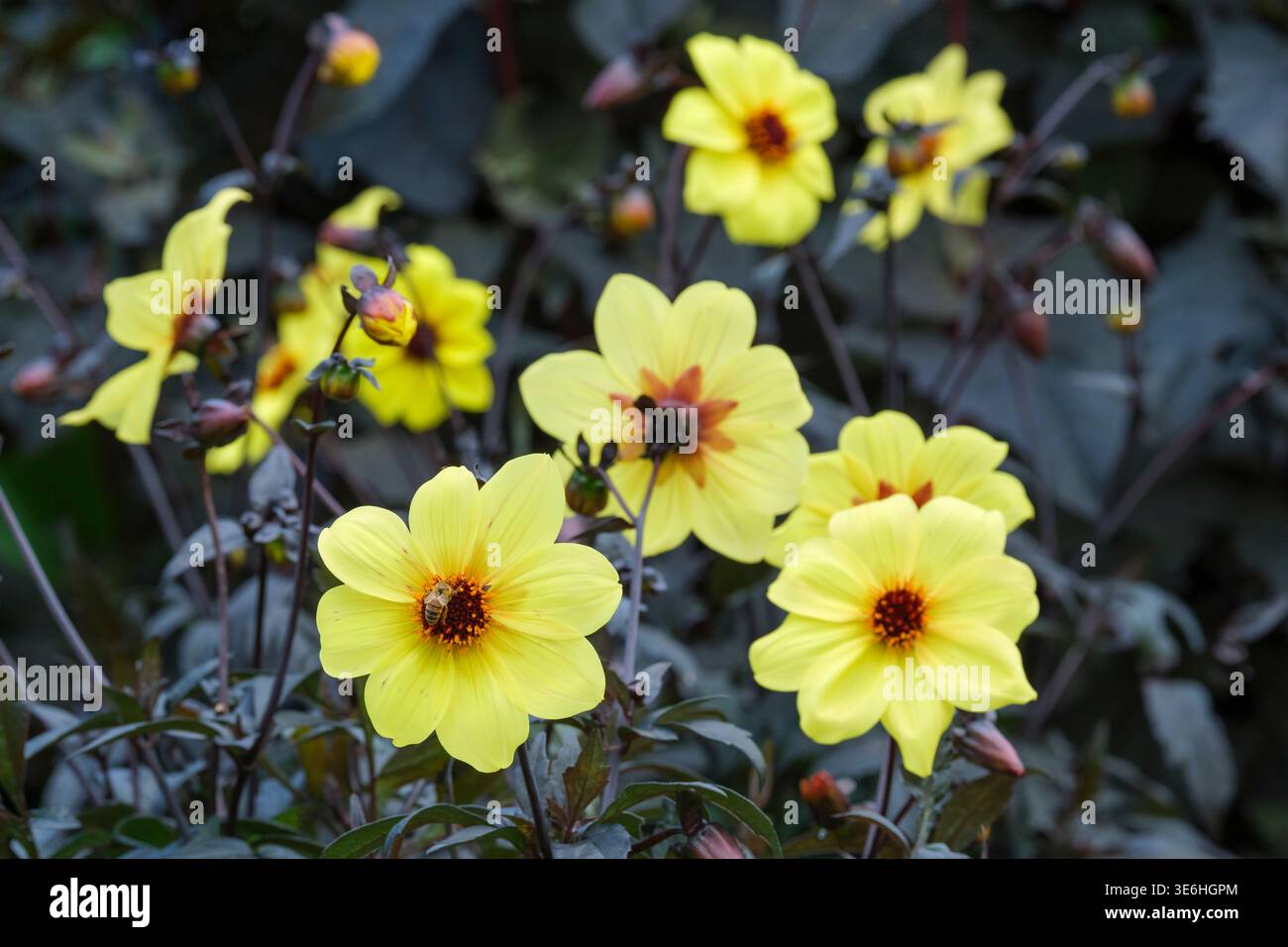 Dahlia Knockout, dunkle Bronze, fast schwarz, Laub, einzelne Blüten haben zitronengelbe Blüten, dunkelbraune Zentralscheibe Stockfoto