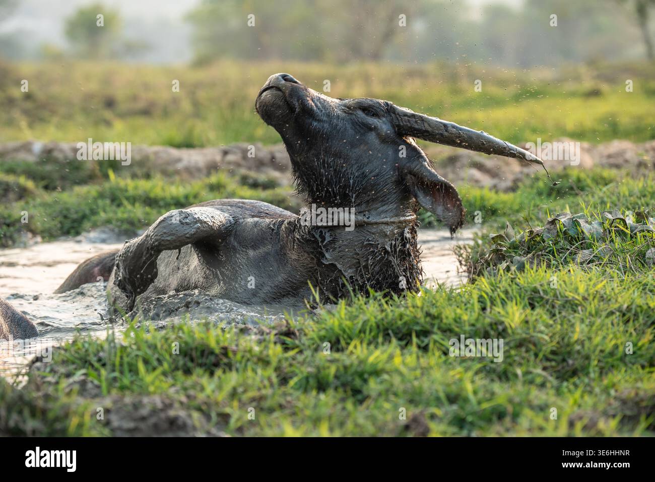 Wasserbüffel genießen ein schlammiges Bad, Rollen im Wasser abkühlen auf dem Farmfeld im thailändischen Dorf. Stockfoto
