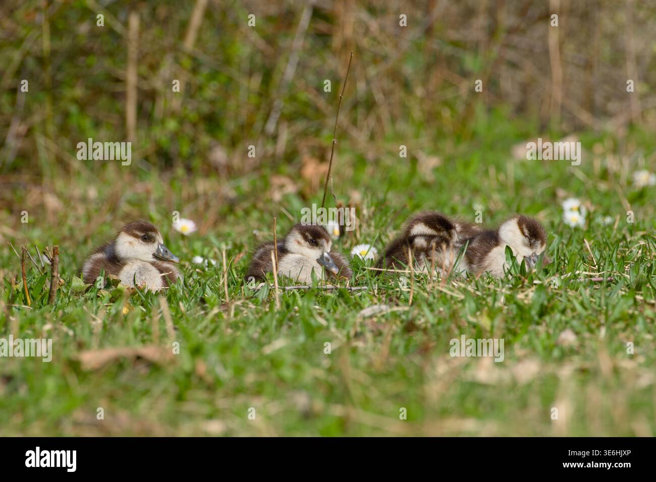 Vier ägyptische Gänsevögel ruhen im grünen Gras zwischen kleinen Gänseblümchen. Stockfoto