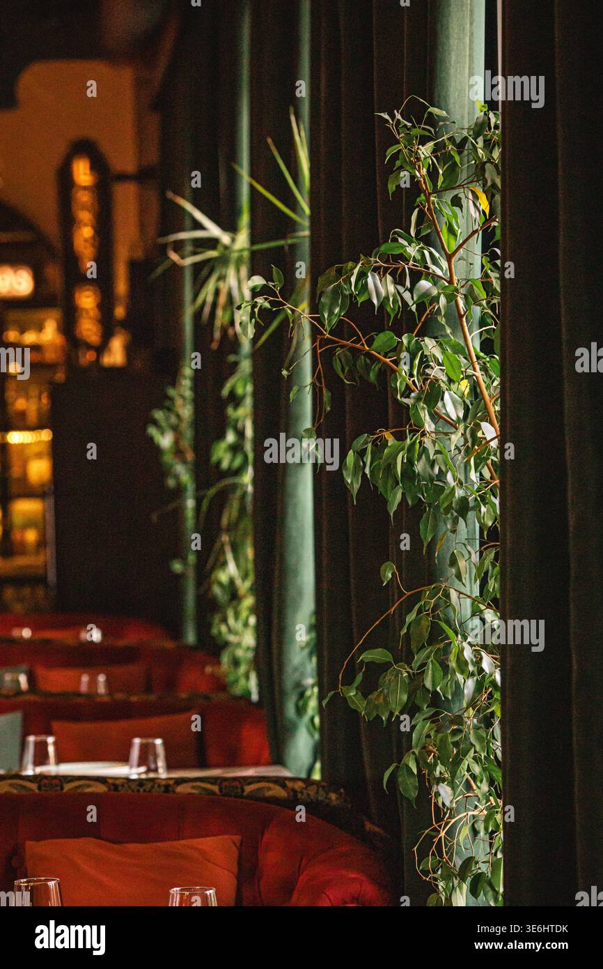 Restaurant mit Pflanzen und gemütlicher Atmosphäre Stockfoto