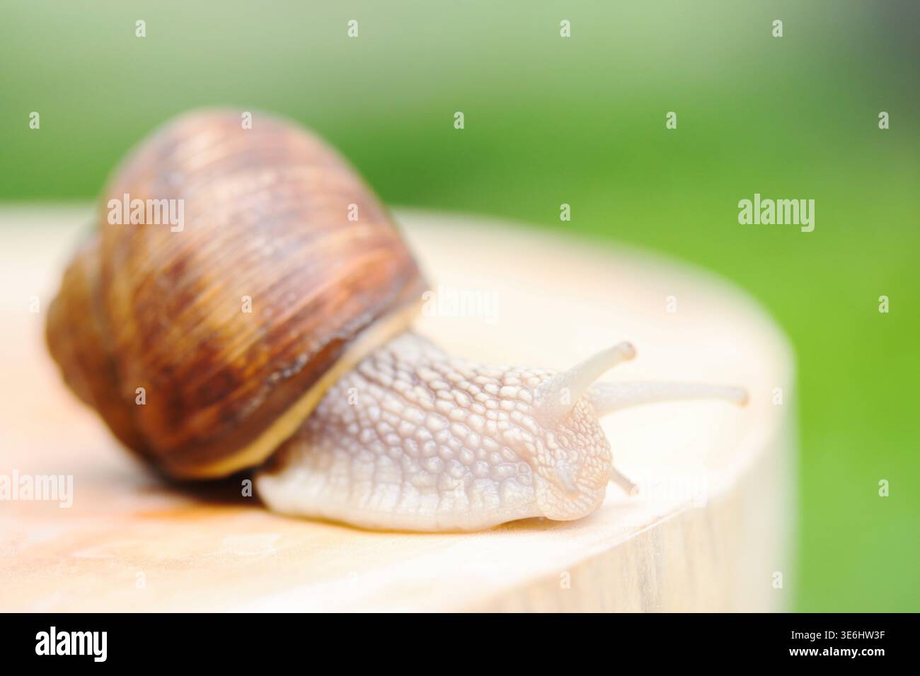 Große Traubenschnecke krabbelt auf einem Holzstumpf im Garten Stockfoto