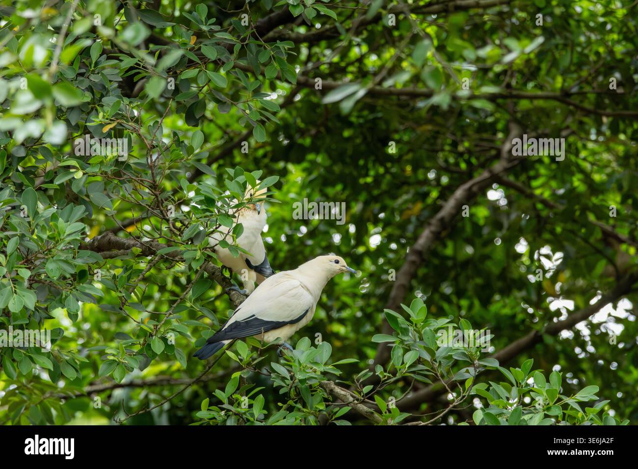 Der weiße Vogel sitzt ruhig auf einem grünen Zweig Stockfoto