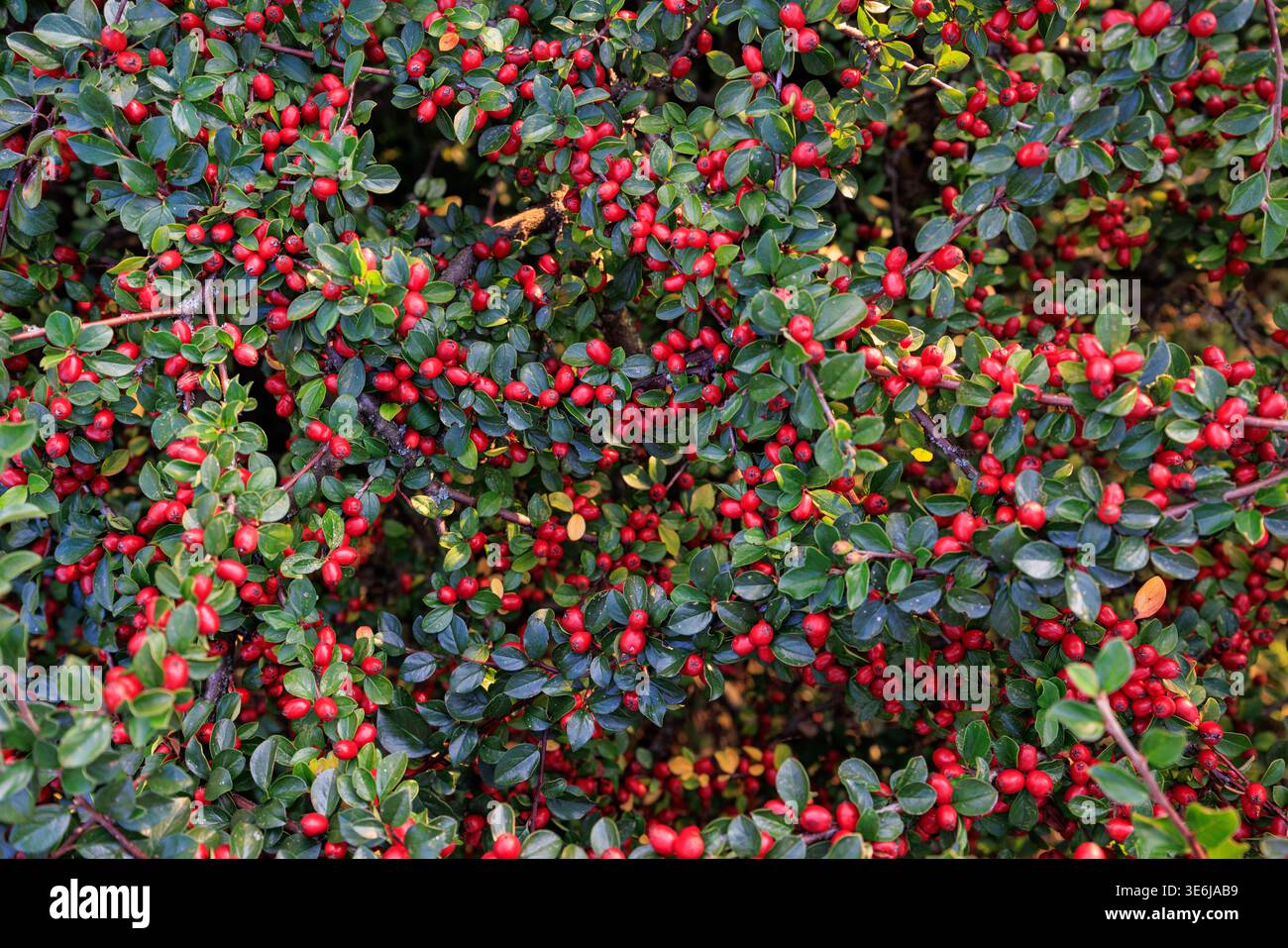 Der Zierstrauch Cotoneaster dammerii hat einen dichten Teppich aus roten Beeren und kleinen grünen Blättern. Hintergrundbild. Stockfoto