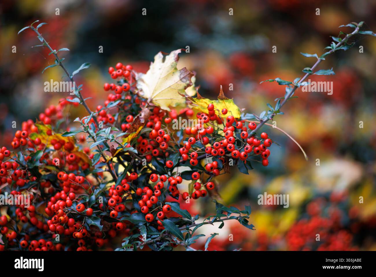 Pyracantha (oder Feuerrose) ist ein stacheliger, immergrüner Sträucher mit roten Beeren. Nahaufnahme eines Zweiges mit Blättern und roten Beeren. Unscharfer Hintergrund. Stockfoto