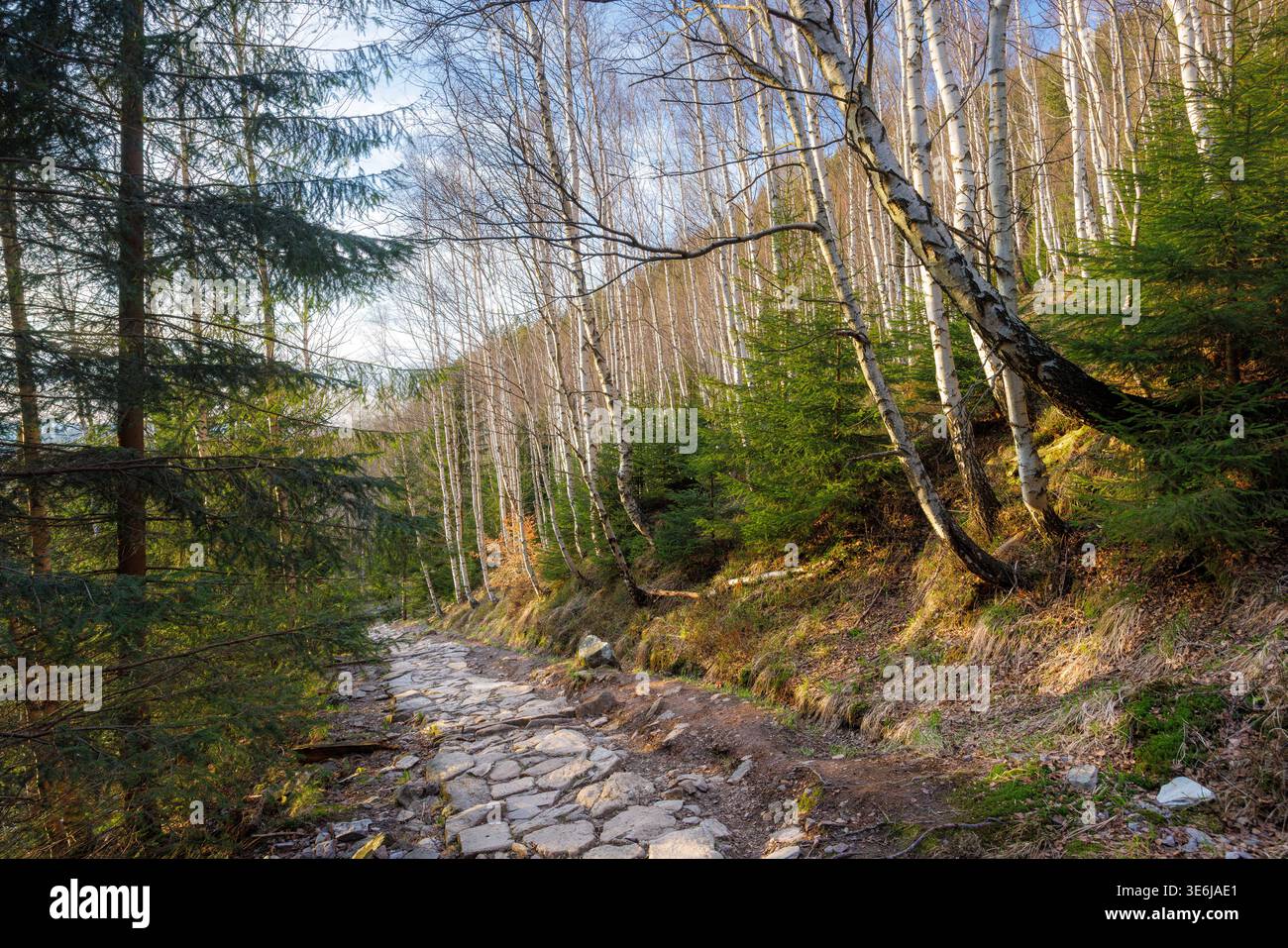 Ein Steinweg auf einem Wanderweg in einem Bergwald. Ein Steinweg zwischen Nadel- und Laubbäumen. Bäume am Berg. Stockfoto