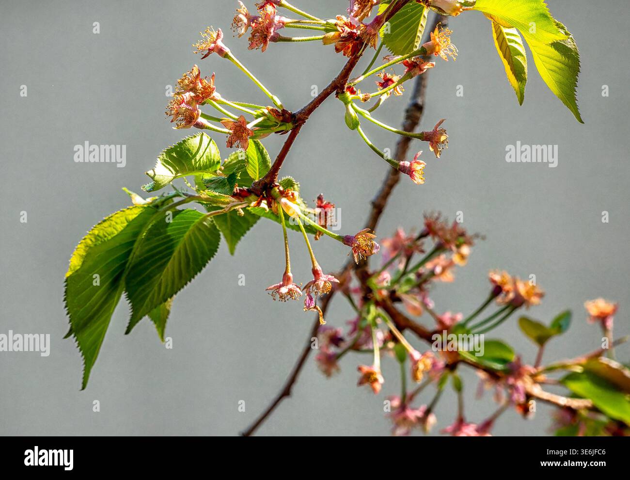 Ein süßer Kirschbaum im Übergangsstadium Stockfoto