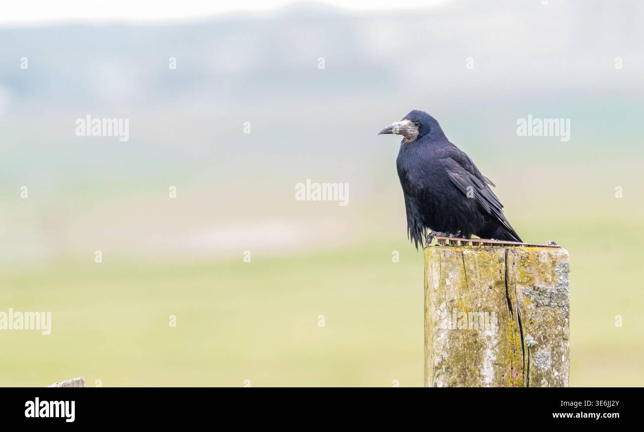Ein Turm (Corvus frugilegus), der auf dem Furchenpfosten thront Stockfoto