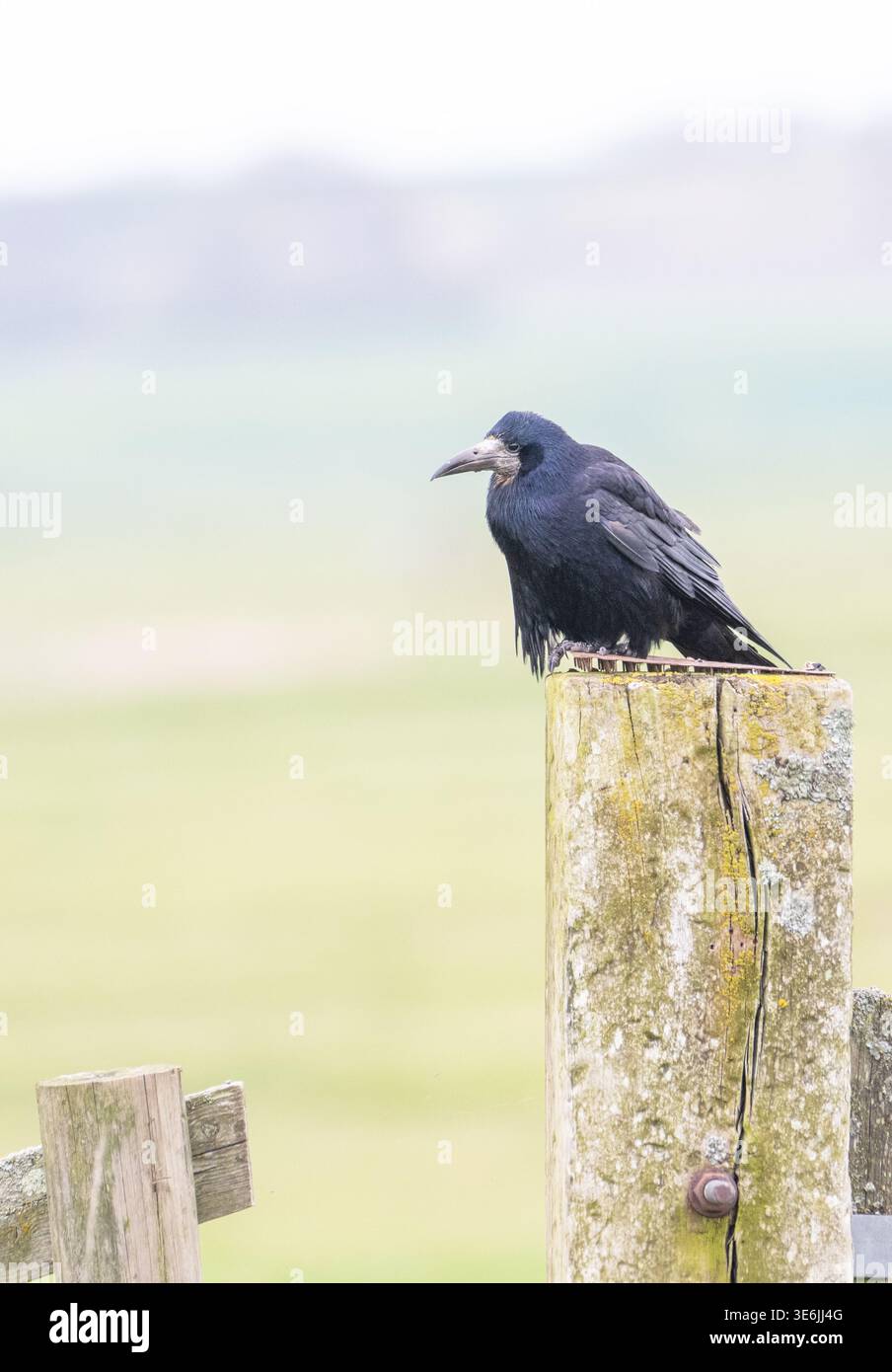 Ein Turm (Corvus frugilegus), der auf dem Furchenpfosten thront Stockfoto