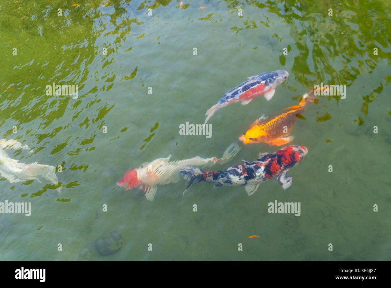 Lebendiger Koi Teich: Farbenfroher Nishikigoi Schwimmen in einem ruhigen Garten Reflexion Pool in Palm Beach Stockfoto
